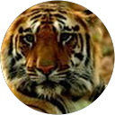 Nitin Bhosale profile picture